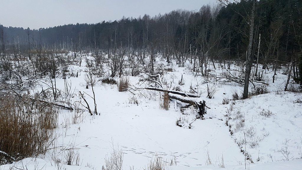 Tak działa Grupa Specjalna Płetwonurków RP!