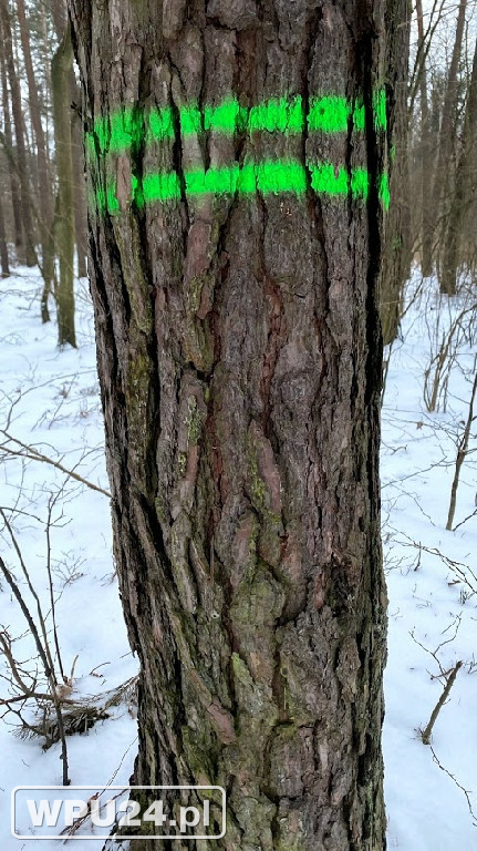 Przygotowania do planowej gospodarki leśnej