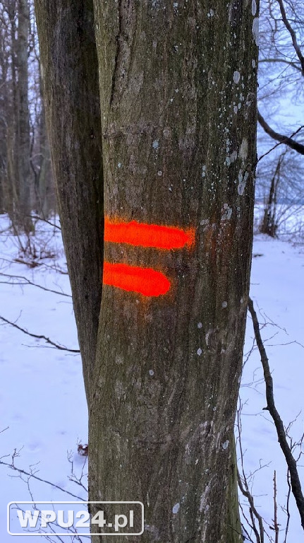 Przygotowania do planowej gospodarki leśnej