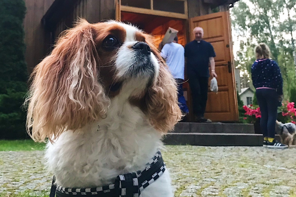 U św. Rocha tak się dzieje raz do roku!