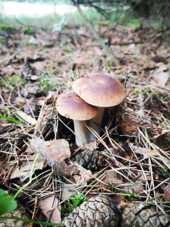 Grzyby w pułtuskich lasach już są!