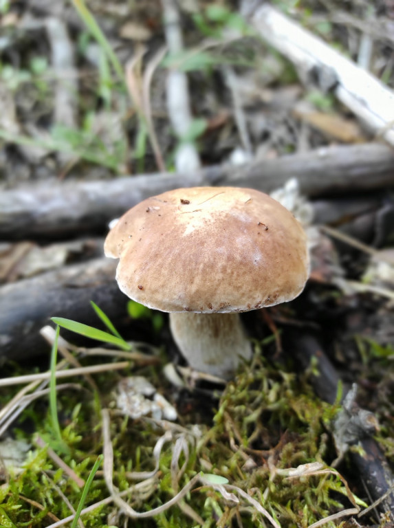 Grzyby w pułtuskich lasach już są!