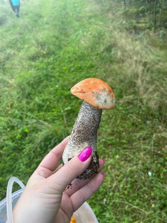 Grzyby w pułtuskich lasach już są!