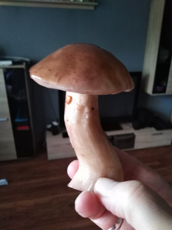 Grzyby w pułtuskich lasach już są!