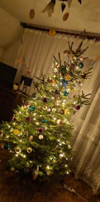 Nasze świąteczne choinki Bożonarodzeniowe