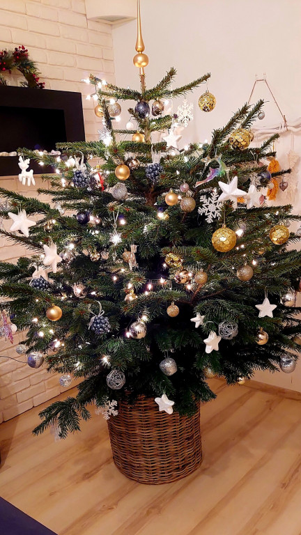 Nasze świąteczne choinki Bożonarodzeniowe