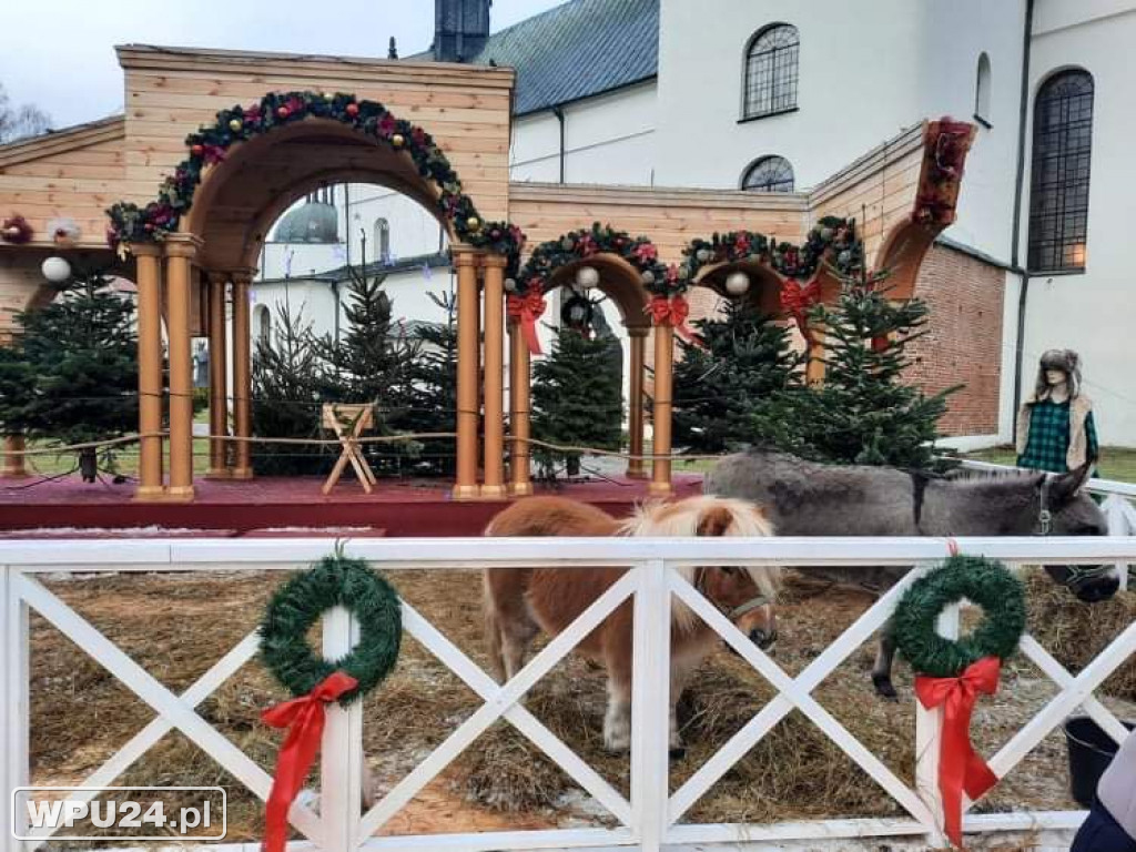 Żywa Szopka przed Bazyliką w dzień Epifanii