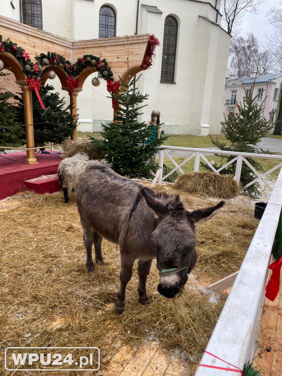 Żywa Szopka przed Bazyliką w dzień Epifanii