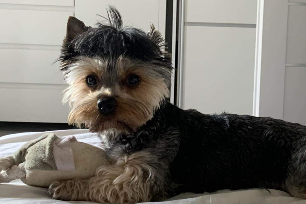 Psie pupile Pułtuszczan