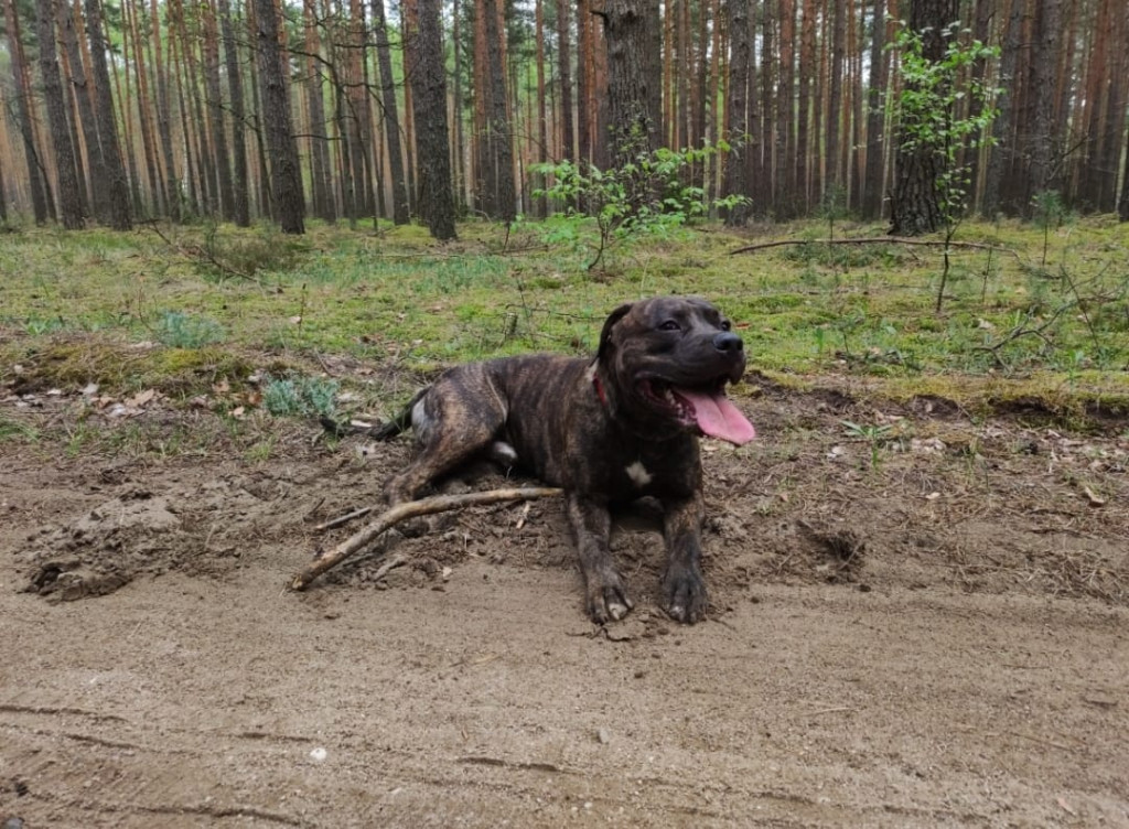 Psie pupile Pułtuszczan