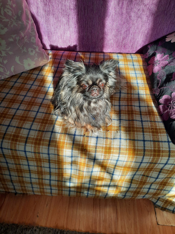 Psie pupile Pułtuszczan