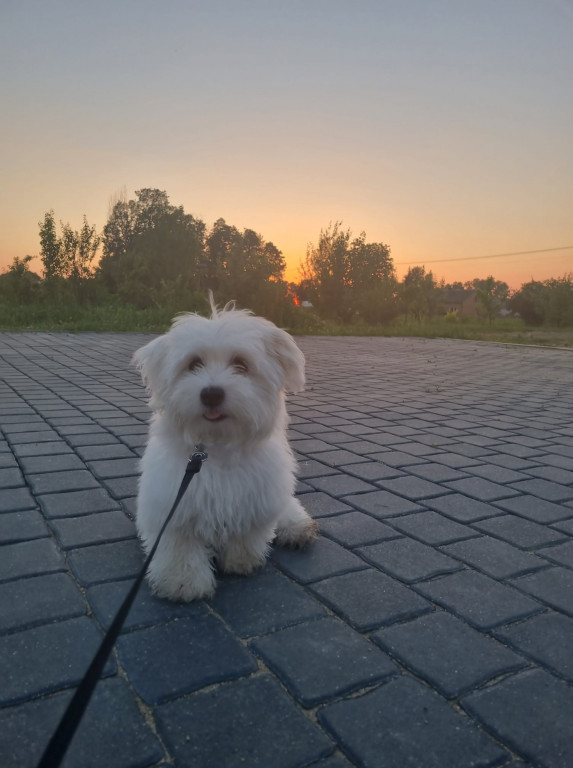 Psie pupile Pułtuszczan