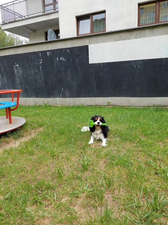 Psie pupile Pułtuszczan