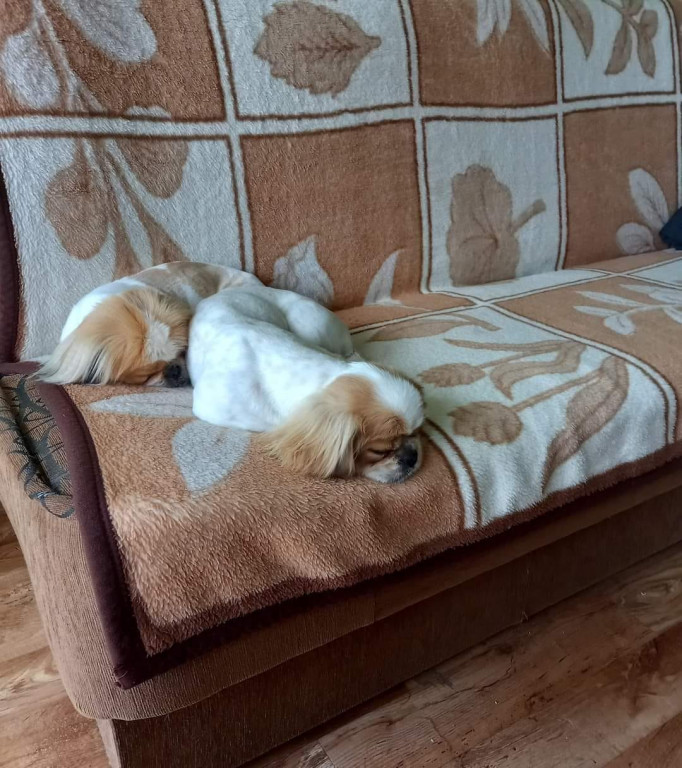 Psie pupile Pułtuszczan