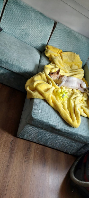 Psie pupile Pułtuszczan