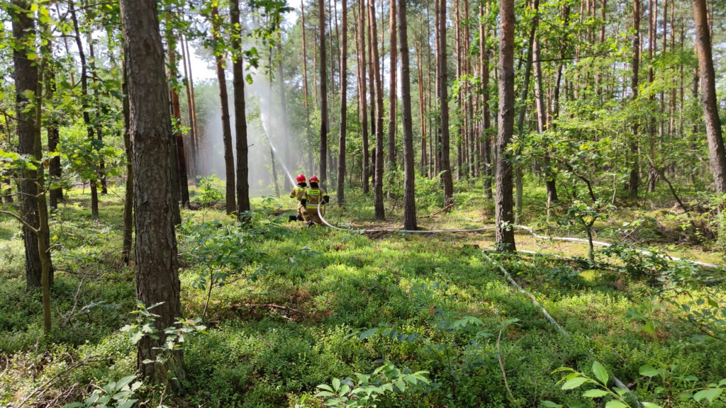 7 wozów strażackich w lesie pod Psarami