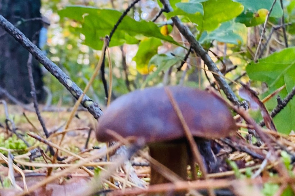 Pułtuskie grzybobrania