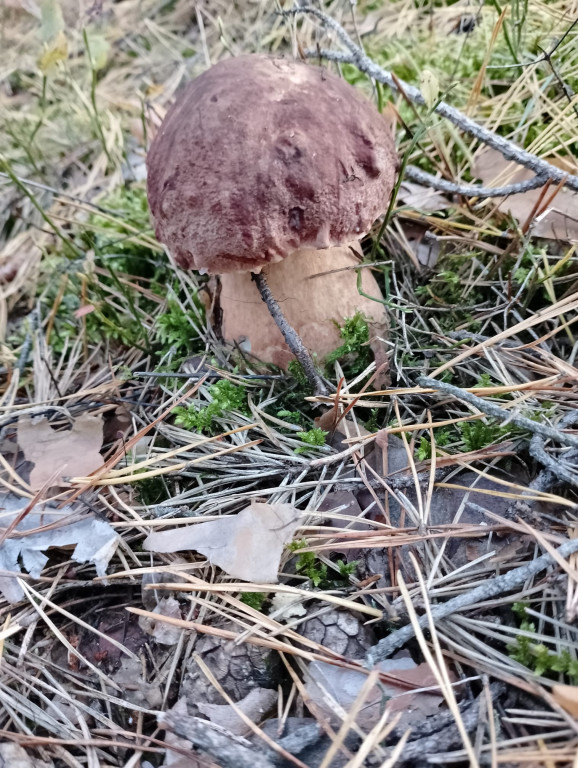 Pułtuskie grzybobrania
