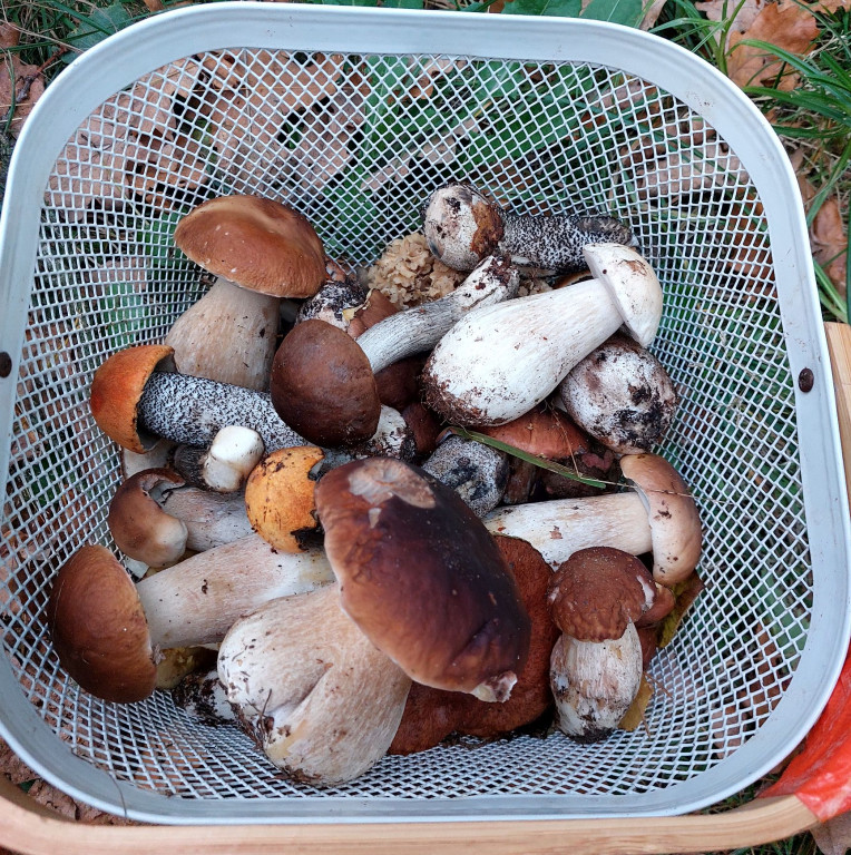 Pułtuskie grzybobrania