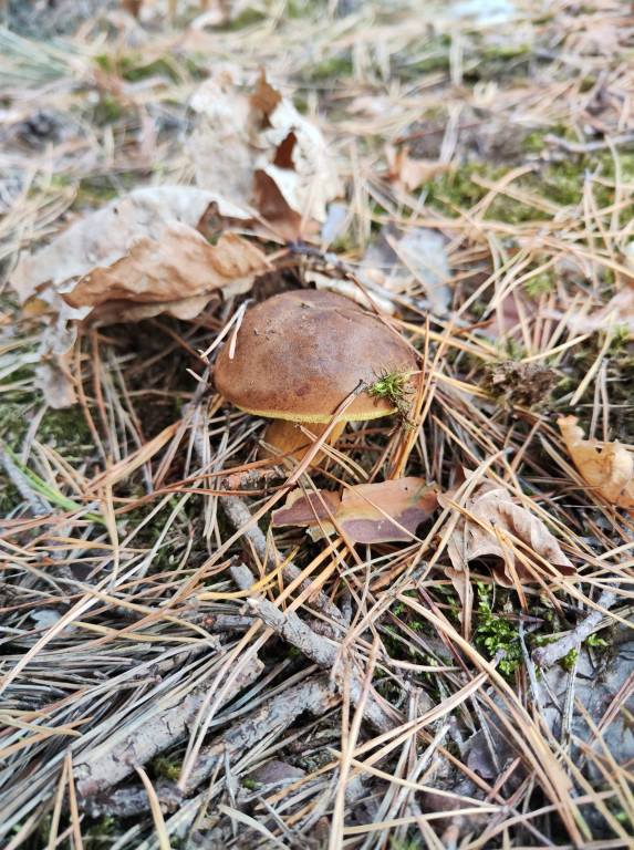 Pułtuskie grzybobrania