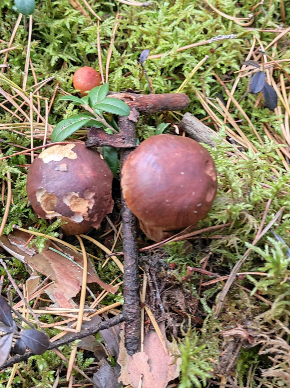 Pułtuskie grzybobrania