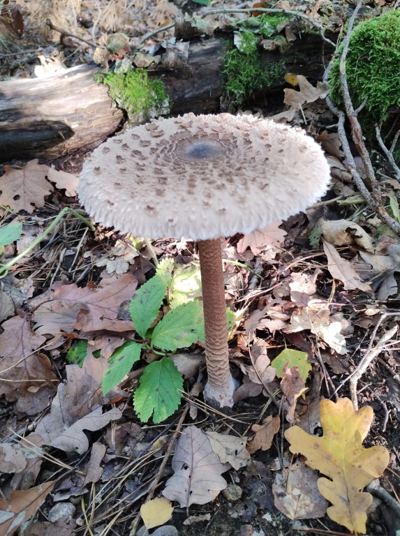 Pułtuskie grzybobrania