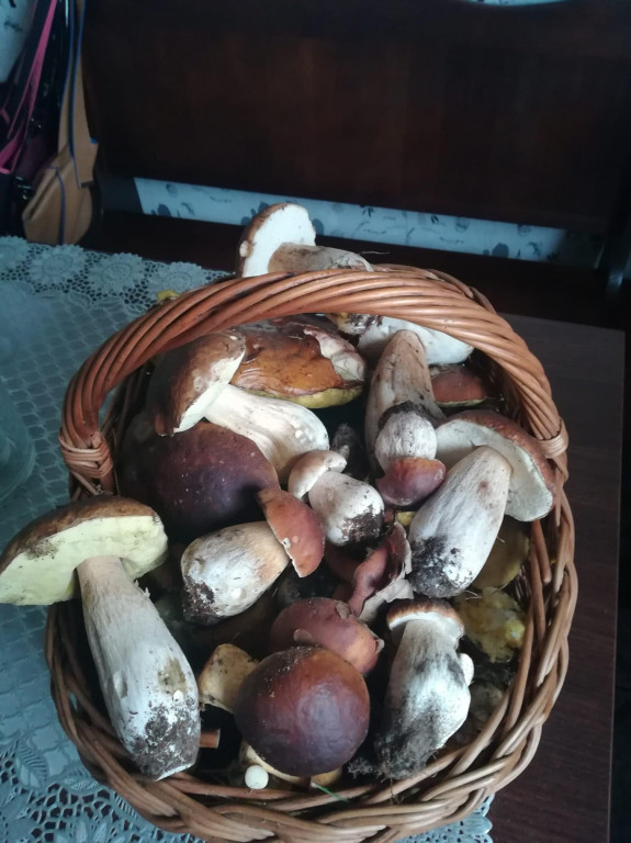 Pułtuskie grzybobrania