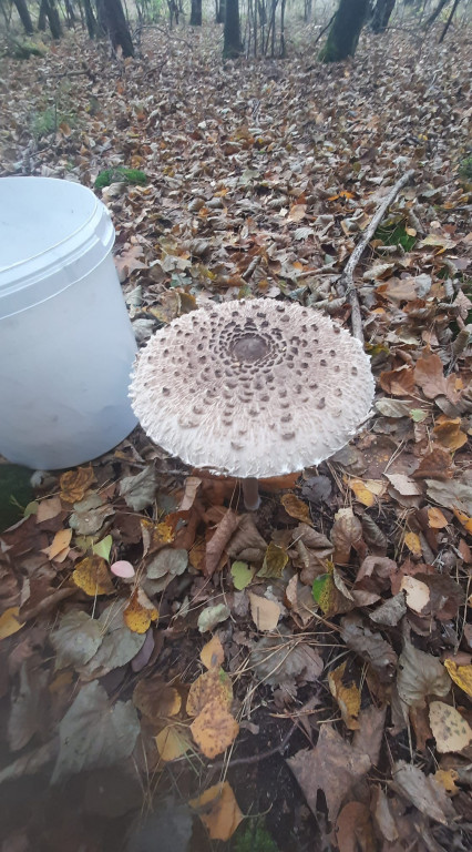 Pułtuskie grzybobrania