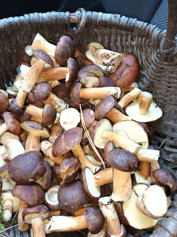 Pułtuskie grzybobrania