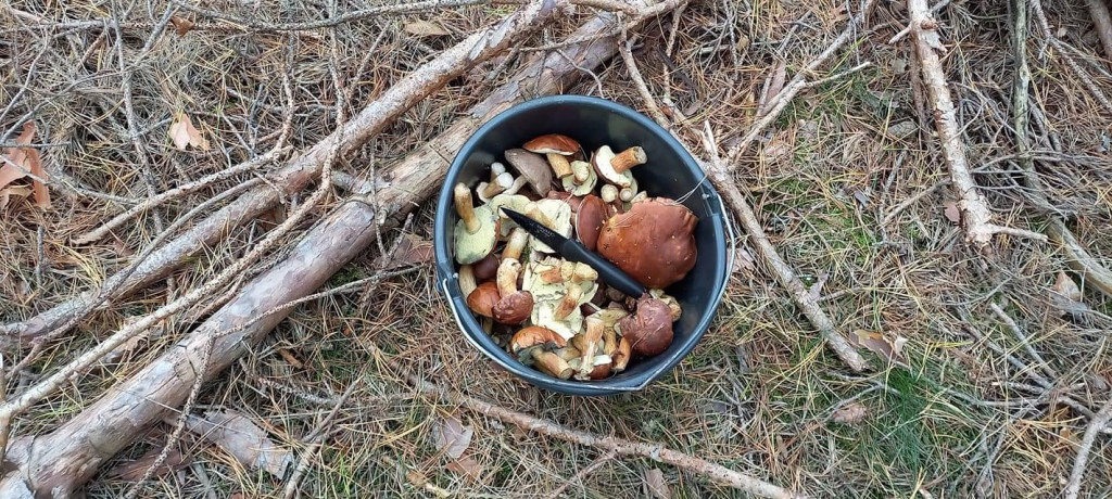 Pułtuskie grzybobrania