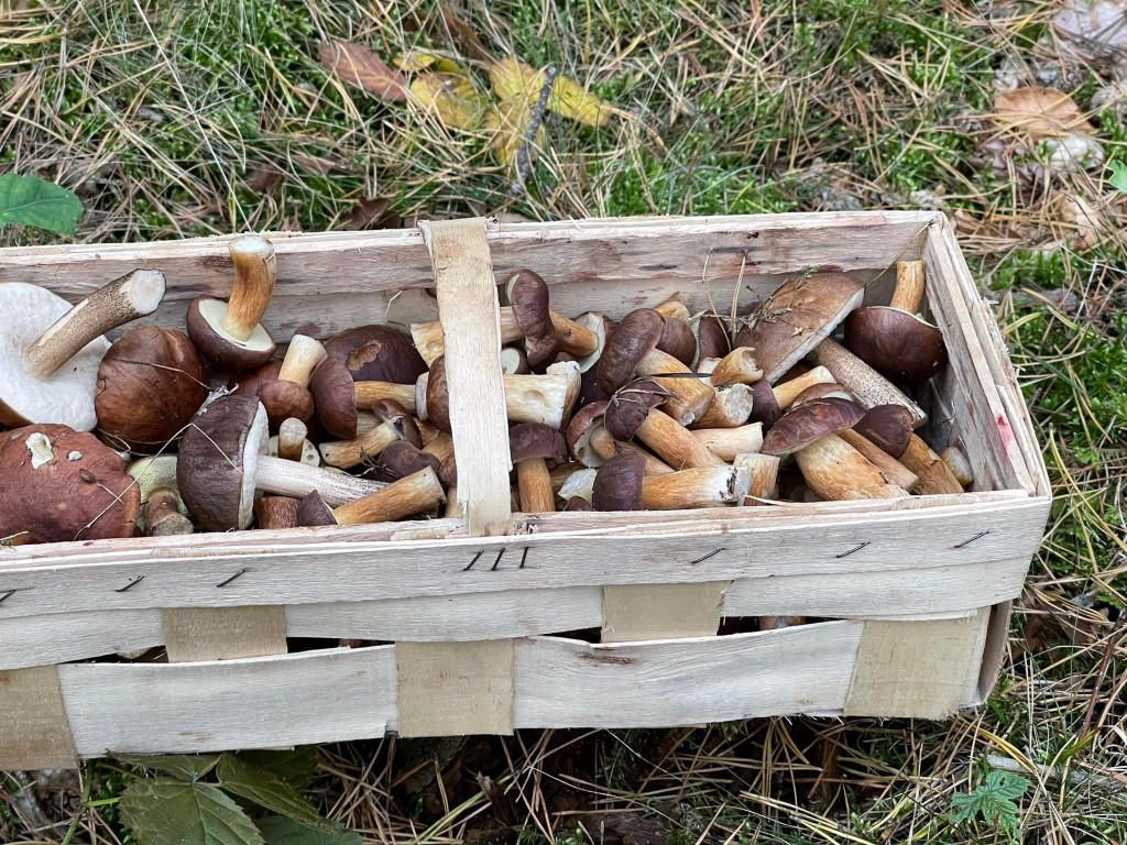 Pułtuskie grzybobrania