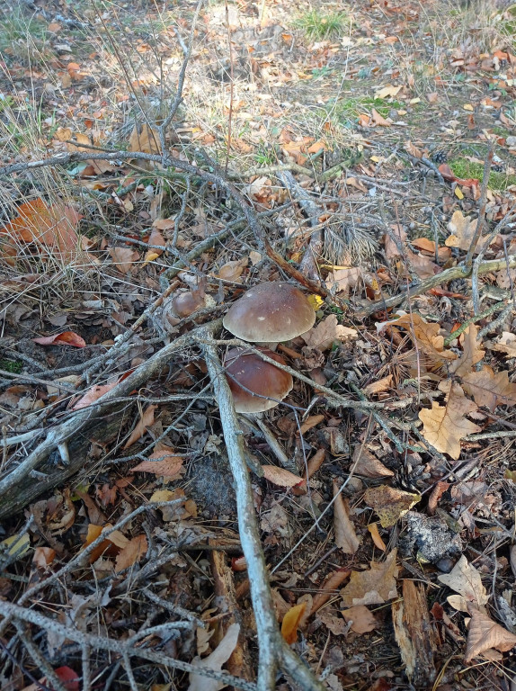 Pułtuskie grzybobrania