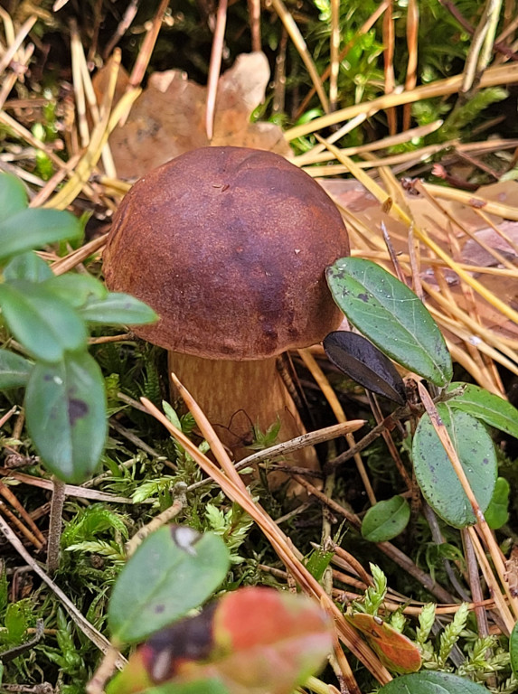 Pułtuskie grzybobrania