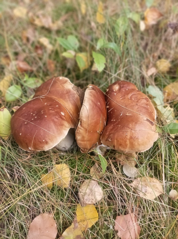 Pułtuskie grzybobrania