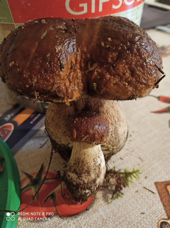 Pułtuskie grzybobrania