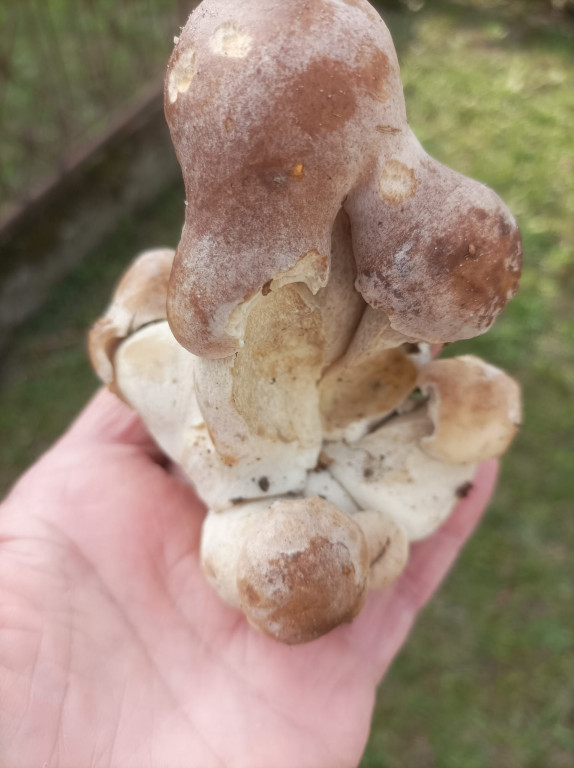 Pułtuskie grzybobrania