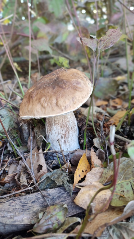 Pułtuskie grzybobrania
