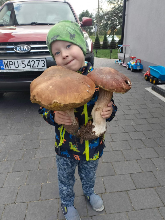 Pułtuskie grzybobrania
