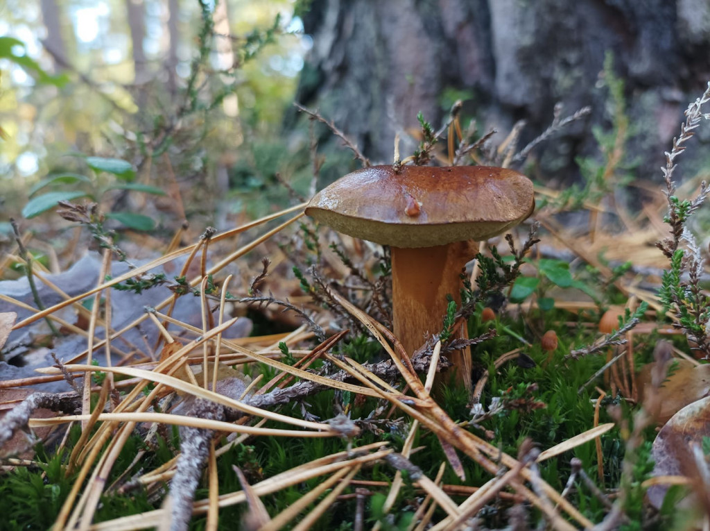 Pułtuskie grzybobrania