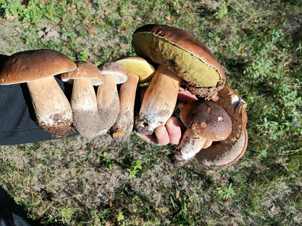Pułtuskie grzybobrania