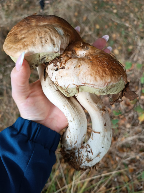Pułtuskie grzybobrania