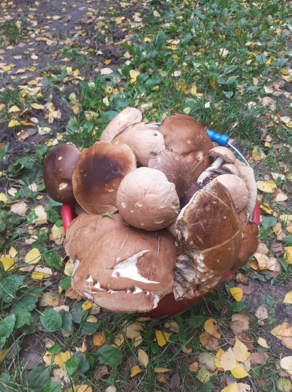 Pułtuskie grzybobrania