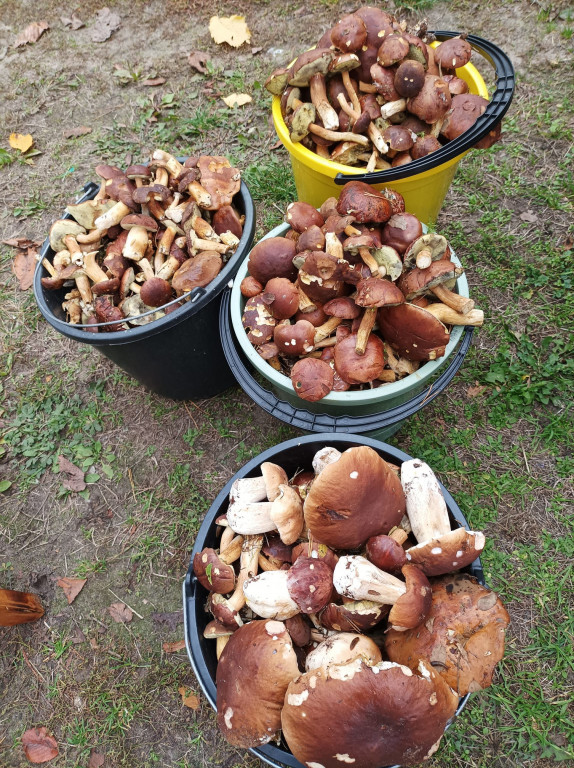 Pułtuskie grzybobrania