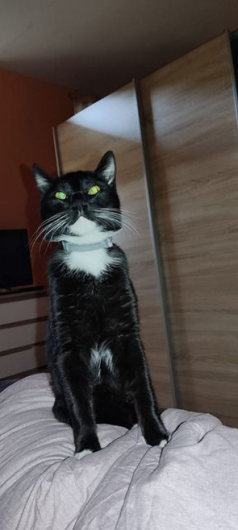 Nasze, pułtuskie koty