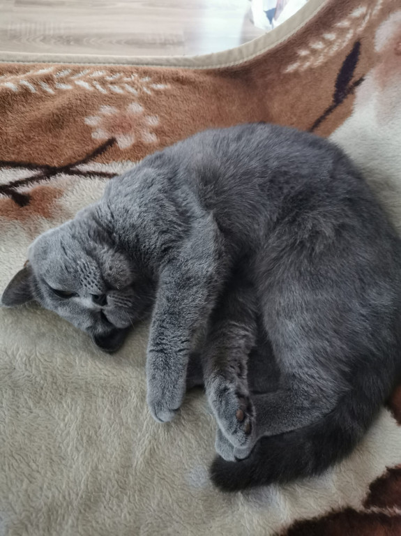Nasze, pułtuskie koty
