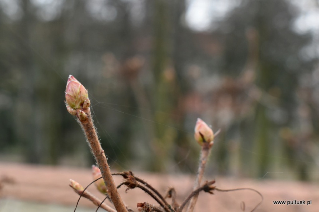 Pierwszy dzień meteorologicznej wiosny