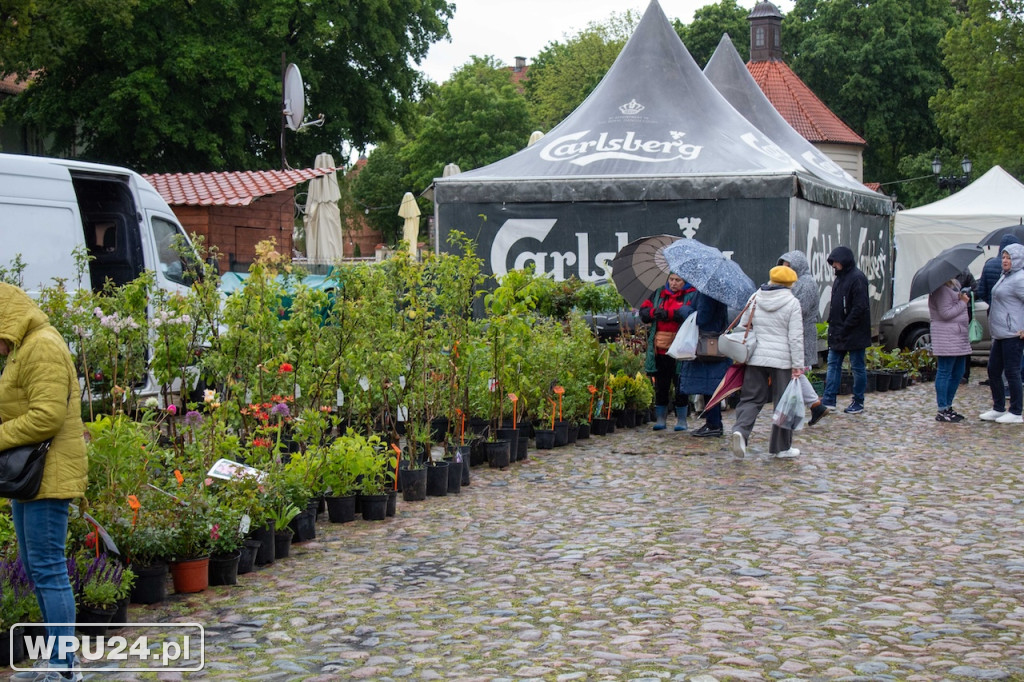 Pogoda zepsuła kwiatowy Festiwal w Pułtusku