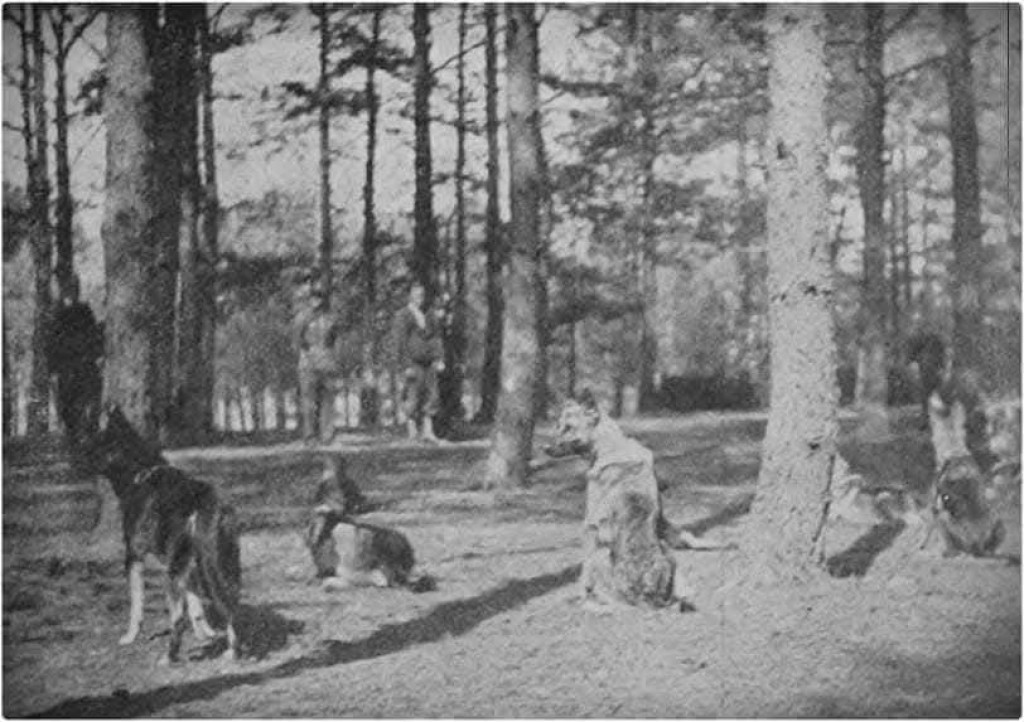 Kurs przewodników psów służbowych w 1937 r.