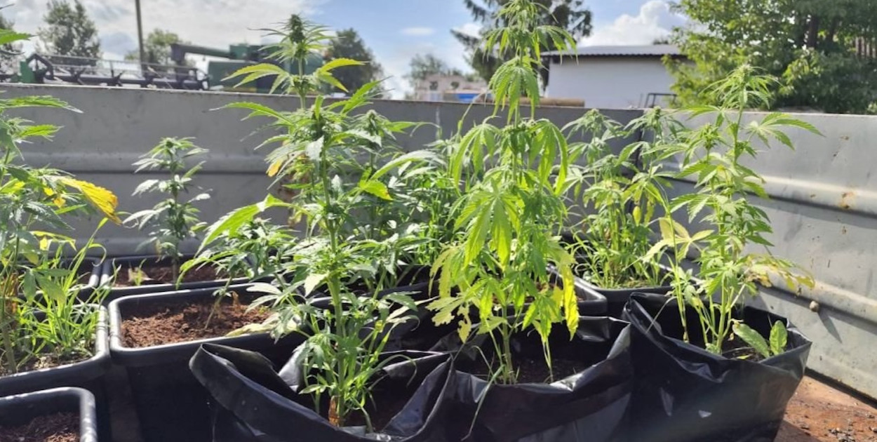Plantacja marihuany w powiecie pułtuskim