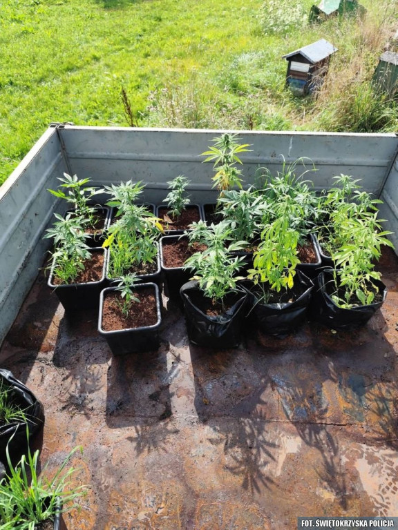 Plantacja marihuany w powiecie pułtuskim